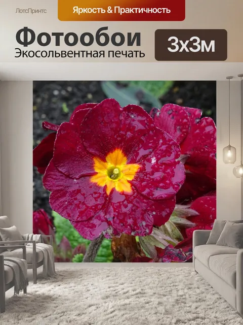 Фотообои Фиолетовый Примула цветок