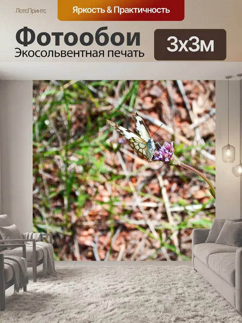 Фотообои бело-коричневая бабочка