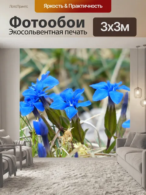 Фотообои Весенняя горечавка