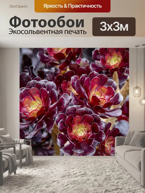Фотообои очитки суккуленты