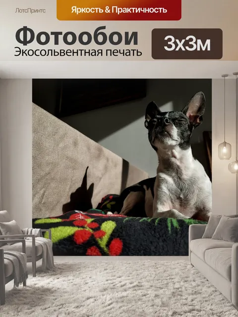 Фотообои Собака