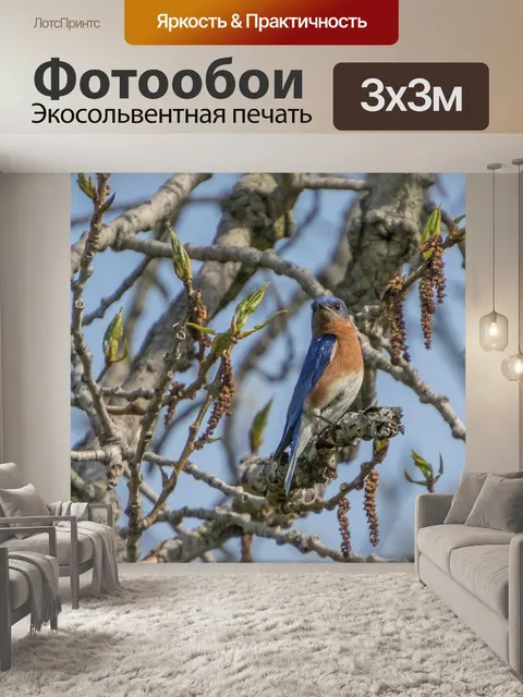 Фотообои Северная блюберд