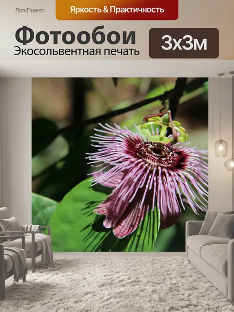Фотообои Коста-Рика Дикая Орхидея
