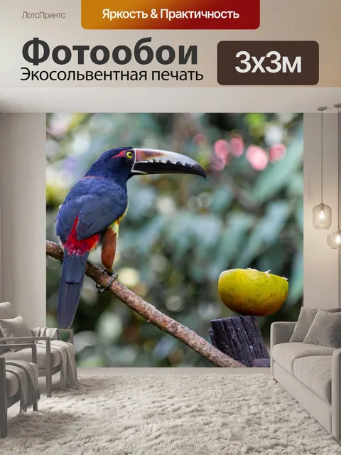 Фотообои Тукан