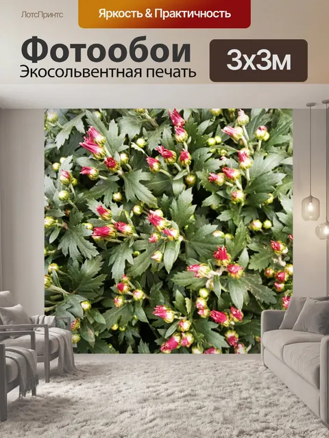 Фотообои Цветы хризантемы