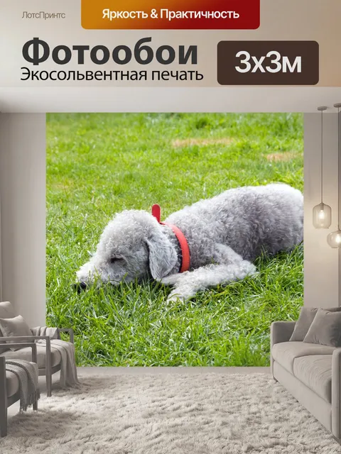 Фотообои Бедлингтон-терьер собака Спящая