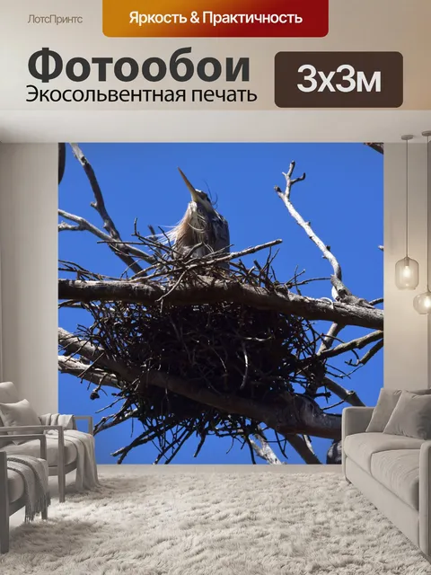 Фотообои Голубая цапля в гнезде