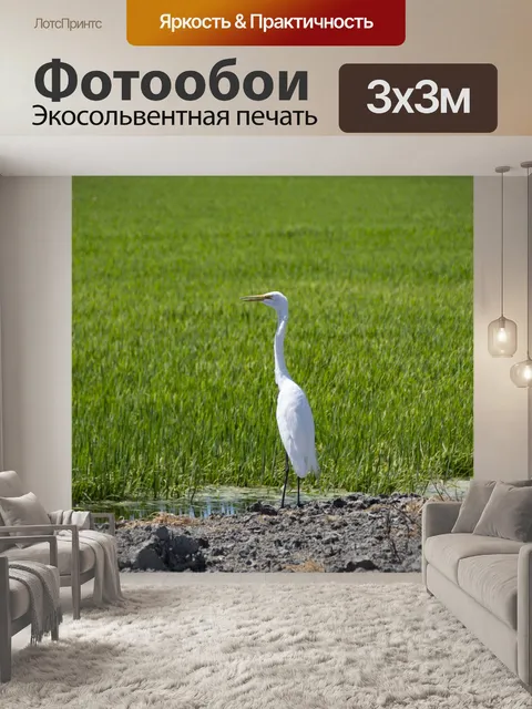 Фотообои Большая белая цапля