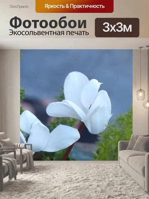 Фотообои Белые Орхидеи