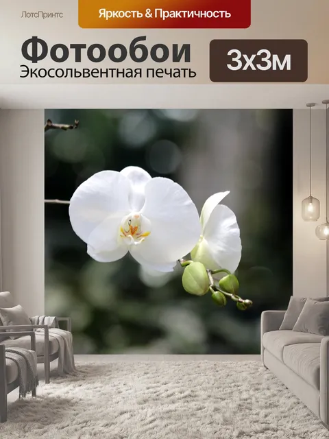 Фотообои Белая орхидея