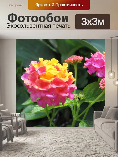 Фотообои Цветок