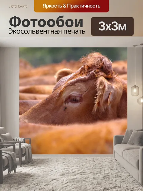 Фотообои Голова коровы