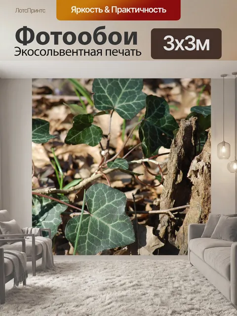 Фотообои Плющ
