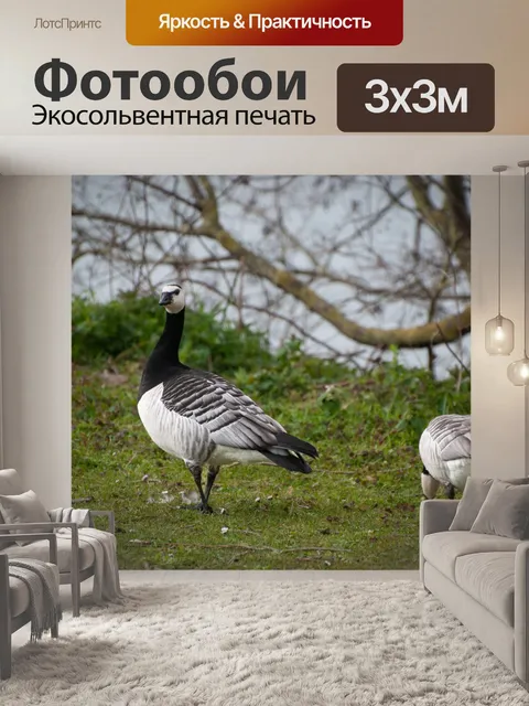 Фотообои Большой канадский гусь