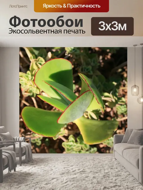 Фотообои уха сочные листья свиные