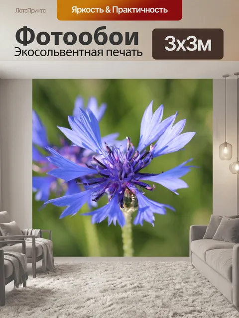 Фотообои Васильковый