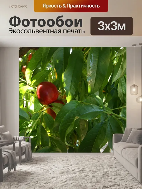 Фотообои Калифорния нектарин