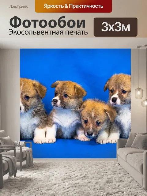 Фотообои Вельш-корги