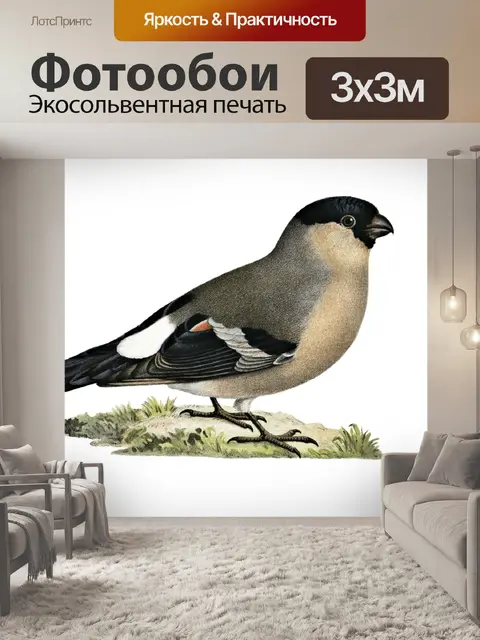 Фотообои Снегирь Птица Клипарт Наклейки