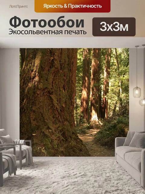 Фотообои Гигантские секвойи в Калифорнии