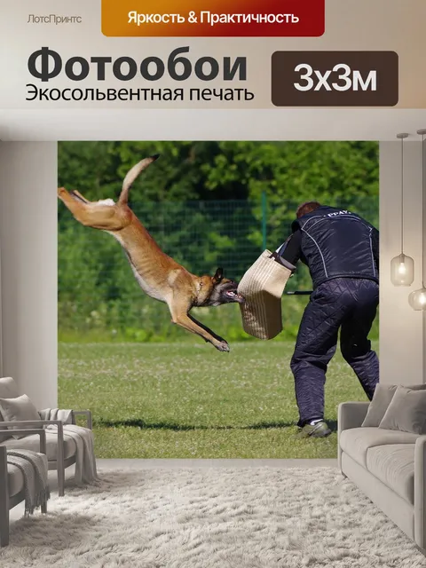 Фотообои Бельгийская овчарка малинуа