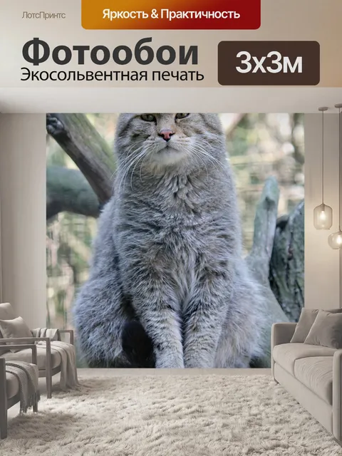 Фотообои Кот