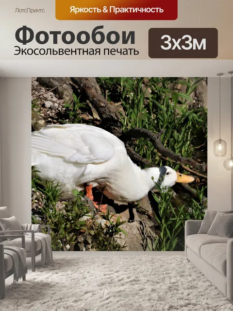 Фотообои Белая утка пьет с берега озера