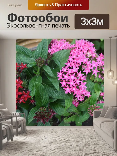 Фотообои Звездные Пенты