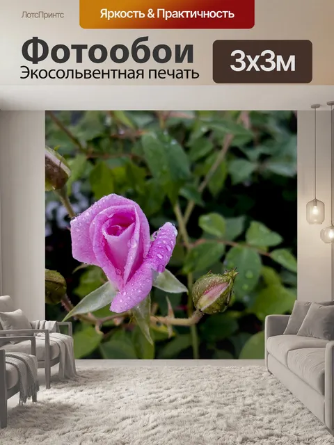 Фотообои Розовая роза, мокрая от дождя