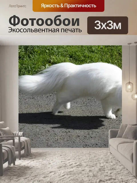 Фотообои Кот