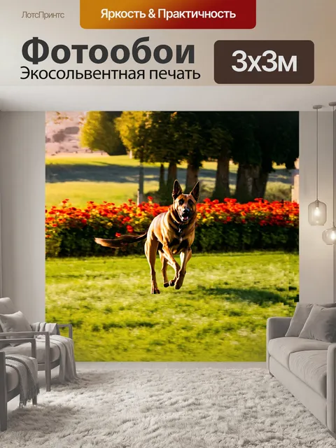 Фотообои бельгийская овчарка малинуа