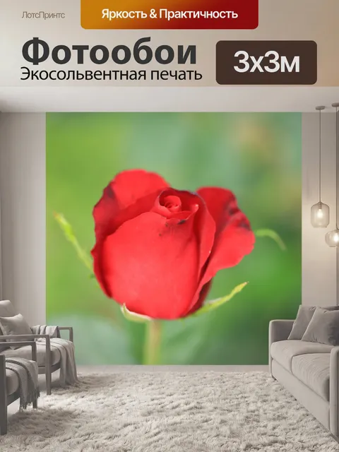 Фотообои Крупным планом, красивая красная роза
