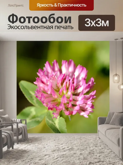Фотообои Клевер цветок