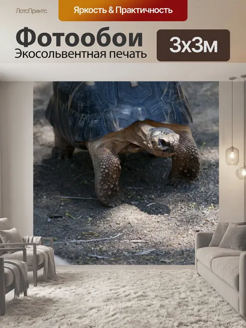 Фотообои Прогулка по черепахе