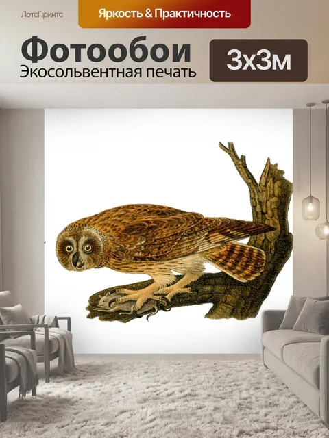 Фотообои Совы птицы Винтаж Клипарт