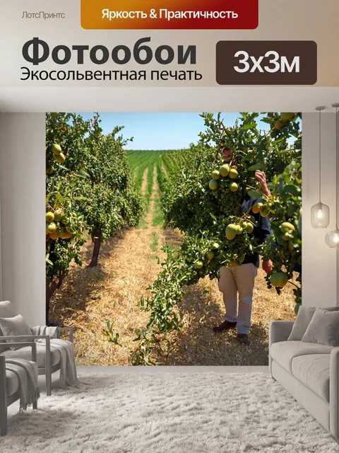 Фотообои италия, оливковые рощи в тоскане, сбор оливок, семейная атмосфера