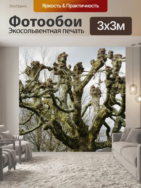 Фотообои Платан