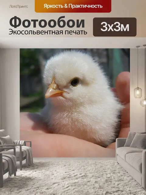 Фотообои Курица