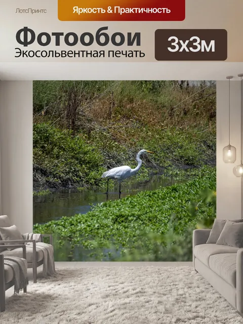 Фотообои Большая белая цапля