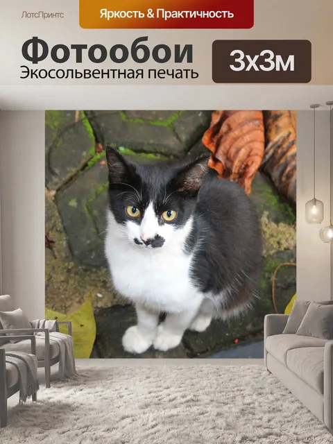 Фотообои Кошка
