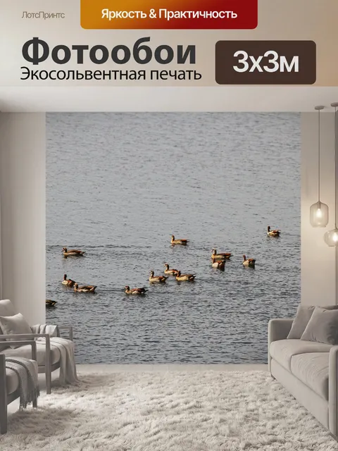 Фотообои Египетские гуси на воде