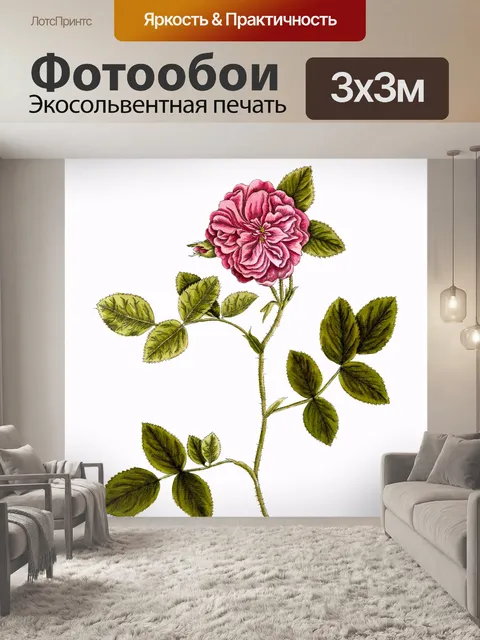 Фотообои Роза старинные иллюстрации