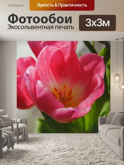 Фотообои Розовый тюльпан