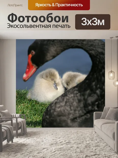 Фотообои Черный лебедь