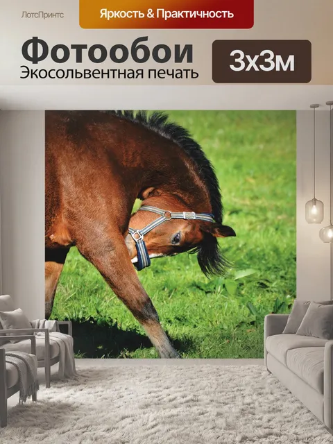 Фотообои Лошадь