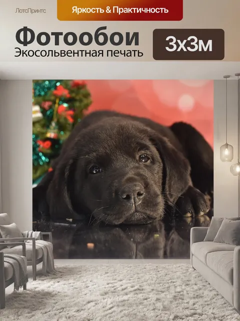 Фотообои Собака