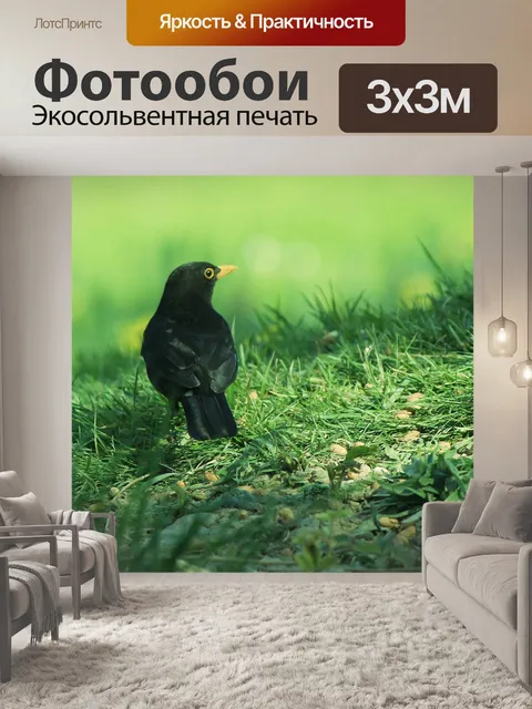 Фотообои Черный дрозд