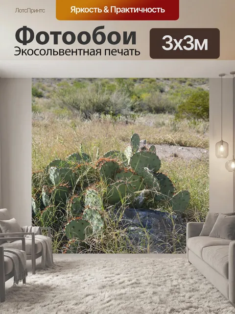 Фотообои Кактус из пустынных растений парка Green