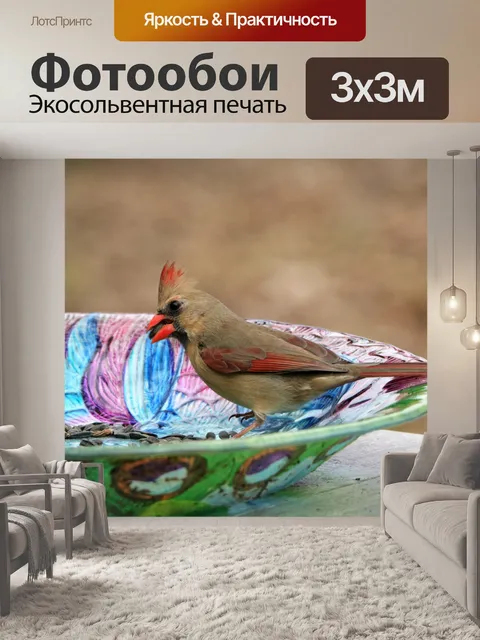 Фотообои Женский кардинал ест семена