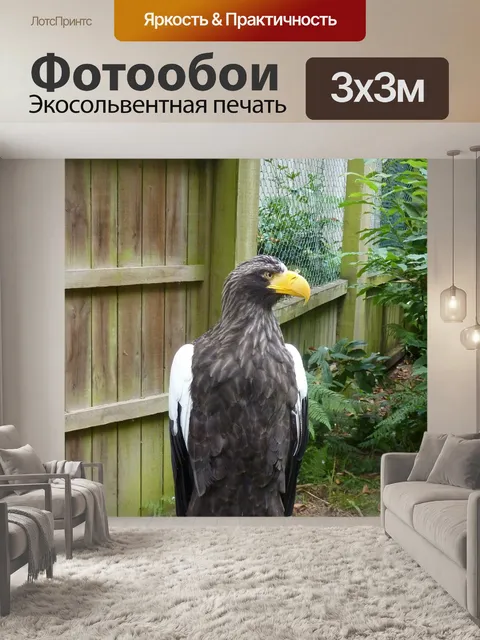 Фотообои Белоголовый орлан